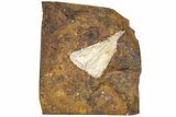 Fossil Ginkgo Leaf From North Dakota - Paleocene #189006-1